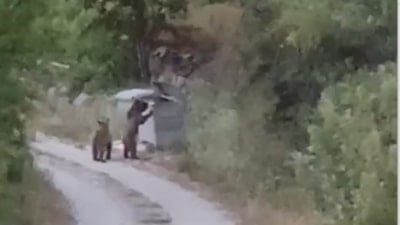 Tokat'ta köye inen ayıları ''gülümse çekiyorum