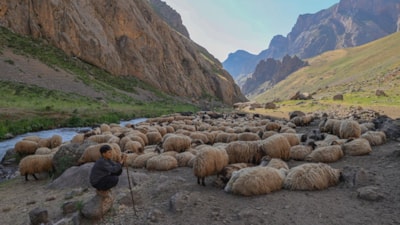Karnelerini alan çocuklar, Hakkari'nin yaylalarında göçer ailelerine destek oluyor