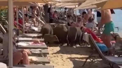 Muğla'da domuzlar denize girerek serinledi: Bahamalar'da beraber yüzüyorlardı