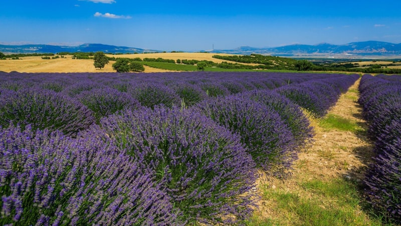 Türkiye'nin en gözde 5 lavanta bahçesi
