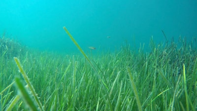 Marmara Denizi çalışmalarından sevindiren haber: Müsilaja rastlanmadı