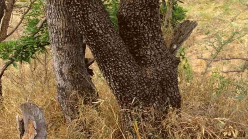 Dikkat testi: Ormandaki gizli leoparı 15 saniyede bulan, süper zeka sayılıyor