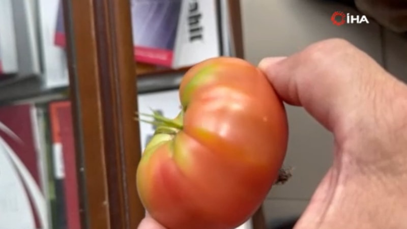 Şırnak'ta domatesin içinde ot yeşerdi