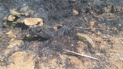 Samsun'da kartalın elektrik tellerine çarpmasıyla çıkan yangın söndürüldü