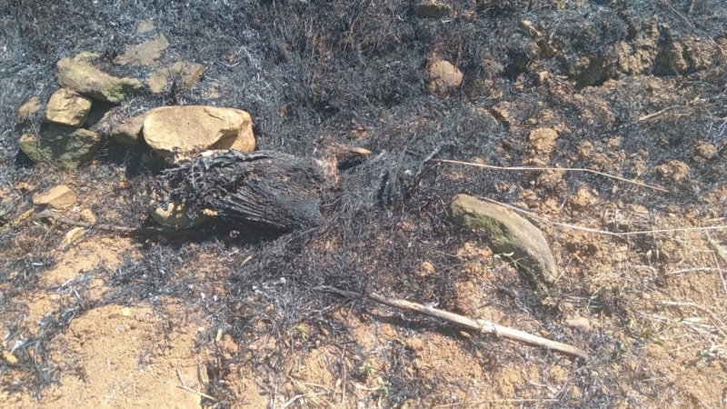 Samsun'da kartalın elektrik tellerine çarpmasıyla çıkan yangın söndürüldü