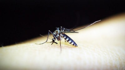 Çin'de 4 binden fazla kişiye sivrisinek kaynaklı chikungunya virüsü bulaştı