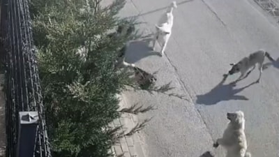 Bursa'da işe giden kadına sokak köpekleri saldırdı: Canını zor kurtardı