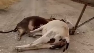 Diyarbakır'da rüzgar, elektrik direğini devirdi: 6 inek akıma kapılıp telef oldu