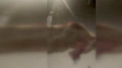 Kastamonu'da kamyonetin çarptığı ayı ve 3 yavrusu öldü