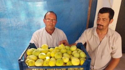 Mersin’de beyaz incir altın yılını yaşıyor