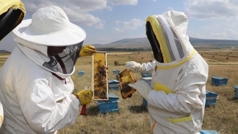 Kars'ta 2025'te 1.800 ton bal rekoltesi bekleniyor