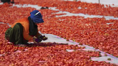 Yılın ilk yarısında kurutulmuş domatesten 95 milyon dolar kazanç