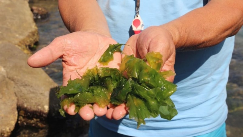 Japonlar, Türkiye'de keşfetti: Hem krem, hem salata yapıyorlar...