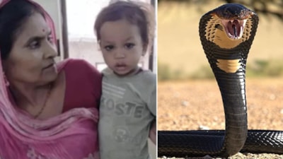 Hindistan'da iki yaşındaki çocuk kobra yılanını ısırarak öldürdü