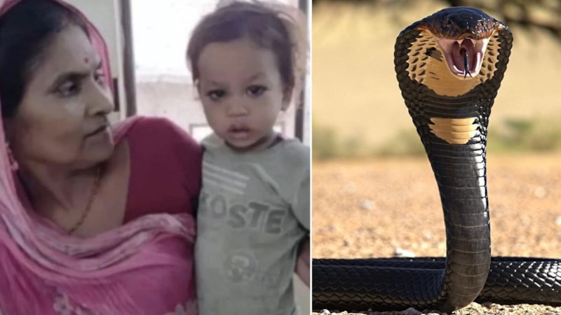 Hindistan'da iki yaşındaki çocuk kobra yılanını ısırarak öldürdü