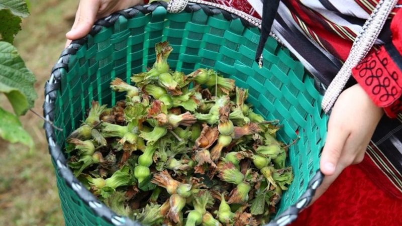 Valilik duyurdu: Yeni hasat sezonunda fındık işçisinin yevmiyesi belli oldu!