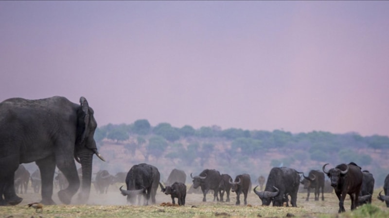 İklim krizi insanla yaban hayatını karşı karşıya getiriyor