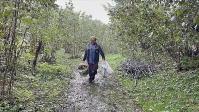 Ordu’da fındık hasat tarihleri açıklandı