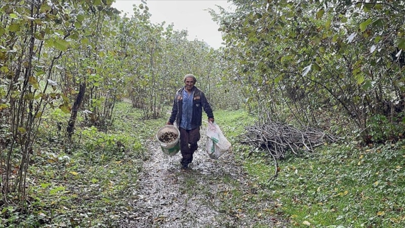 Ordu’da fındık hasat tarihleri açıklandı