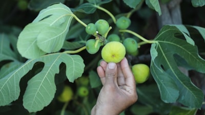 Sıra dışı bir şifa kaynağı: İncir sütünün mucizevi etkileri