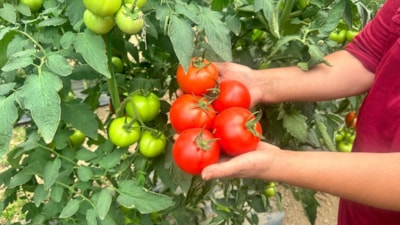 Isparta yaylalarında örtü altı domates hasadı