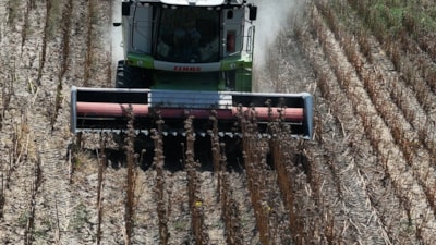 Sıcak nedeniyle Edirne'deki ayçiçeği hasadı erkene çekildi
