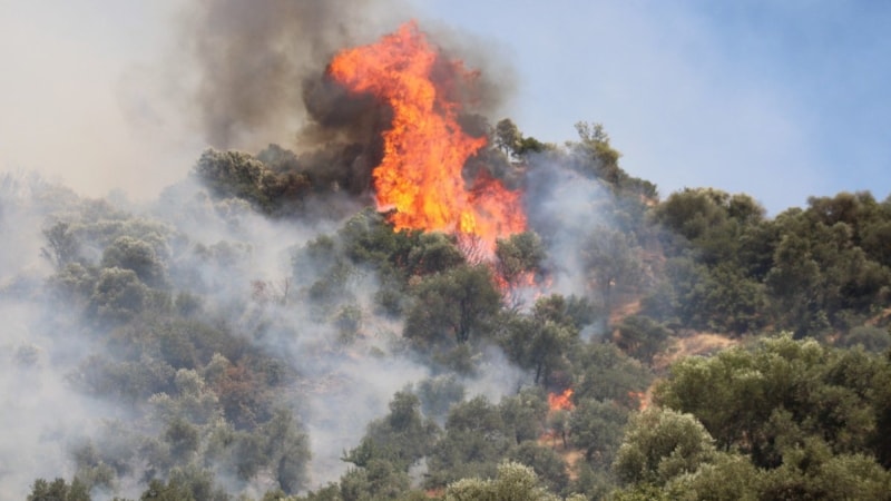 Aydın'daki orman yangını kontrol altına alındı