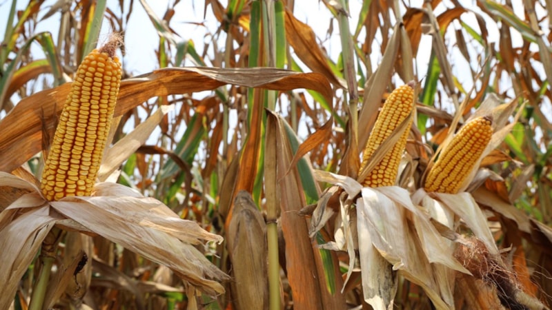 Adana'da mısır hasadı başladı: Bu sene verim yüksek