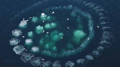 Sebebini bilen uzak duruyor! Denizde oluşan baloncuk halkasının nedeni bakın neymiş