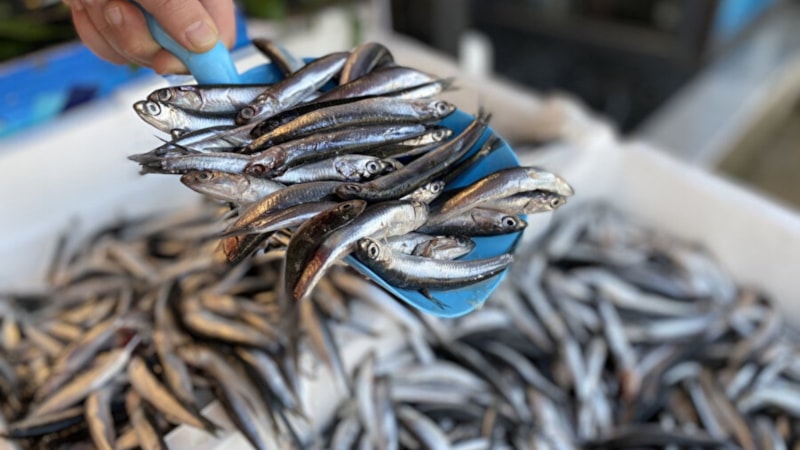 Ağustos ayında hangi balıklar yenir? Ağustos ayında tüketilmesi gereken balıklar