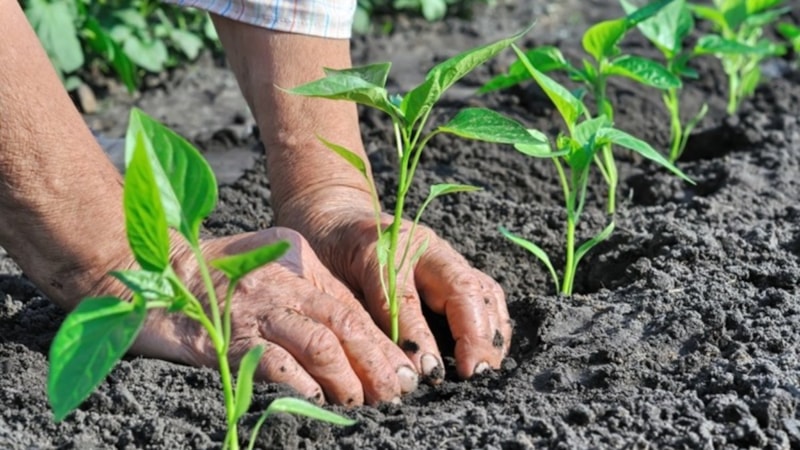 Ağustos ayında ne ekilir? İşte, Ağustos ayında ekilebilecek sebze ve meyveler