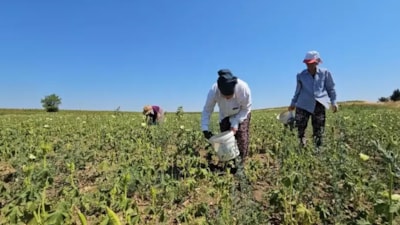 Edirne’de coğrafi işaretli hasadı başladı: Kilosu 250 TL’ye satılıyor, faydaları saymakla bitmiyor