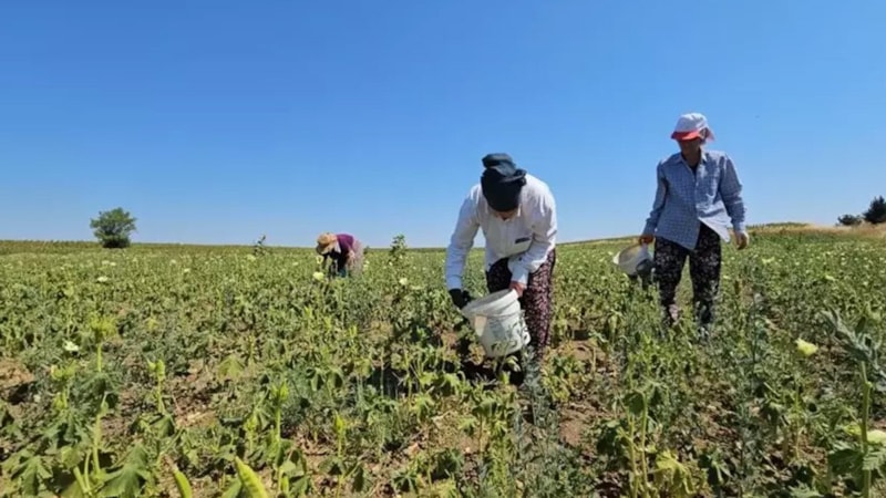 Edirne’de coğrafi işaretli hasadı başladı: Kilosu 250 TL’ye satılıyor, faydaları saymakla bitmiyor