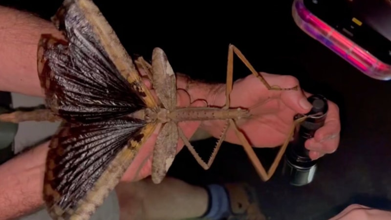 Avustralya'da 44 gram ağırlığında yeni bir çekirge keşfedildi