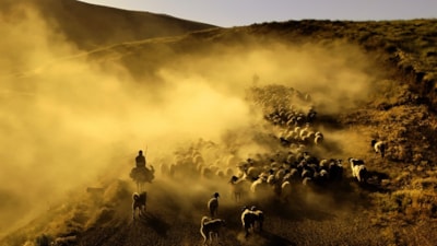 Bitlis'te sürülerin tozlu yolculuğu havadan görüntülendi