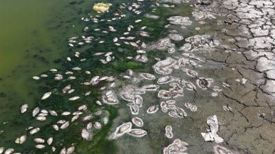 Ankara'daki Kızılca Göleti'nin suyu çekildi: Ölen balıklar kıyıya vurdu