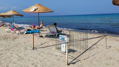 Kuşadası'nda yılın ilk caretta caretta yavruları sürpriz yuvadan çıktı