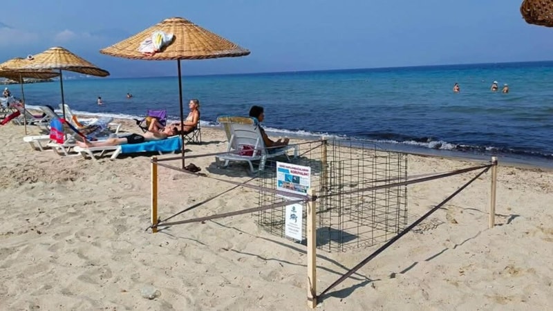 Kuşadası'nda yılın ilk caretta caretta yavruları sürpriz yuvadan çıktı