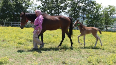 Milyonlarca değere sahip minik taylar kakkında şaşırtıcı gerçekler
