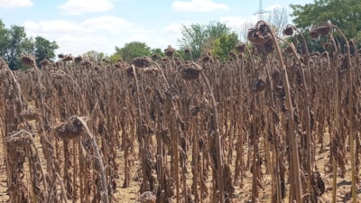 Trakya bölgesinde etkili olan kuraklık ayçiçeğini vurdu