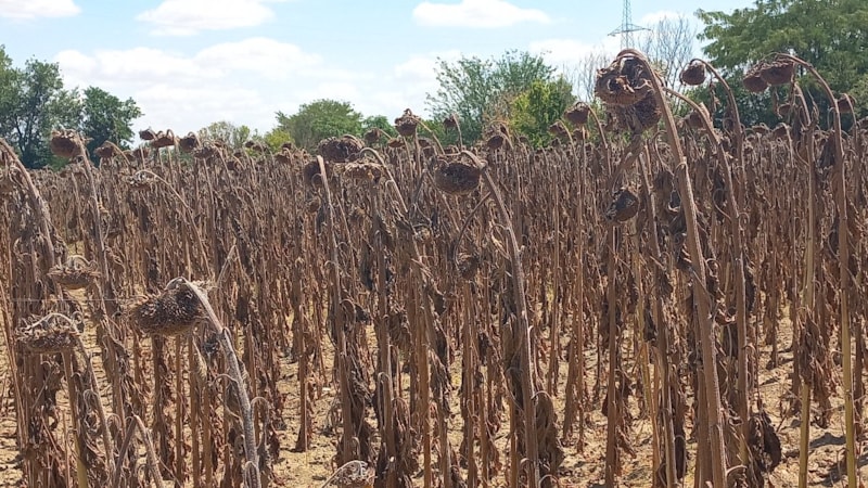 Trakya bölgesinde etkili olan kuraklık ayçiçeğini vurdu
