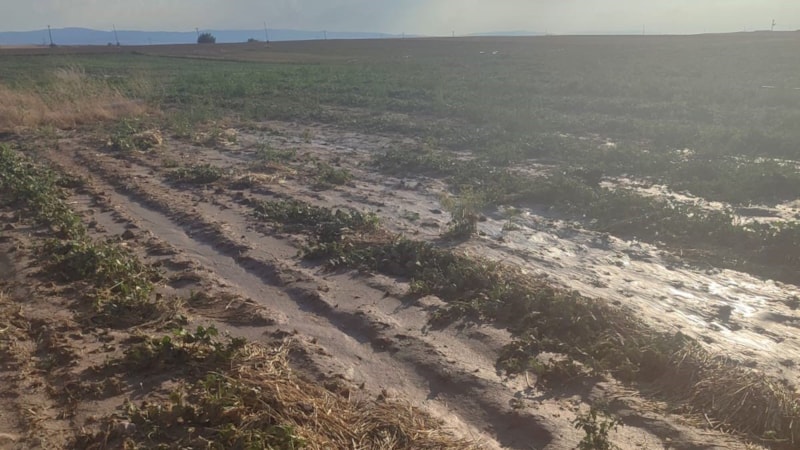 Ankara'da sağanak yağış tarlalara zarar verdi