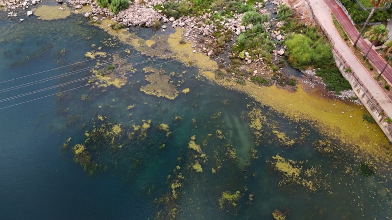 Adana'nın Seyhan Nehri yosun akınına uğradı: Nehrin kenarı çöplerle doldu