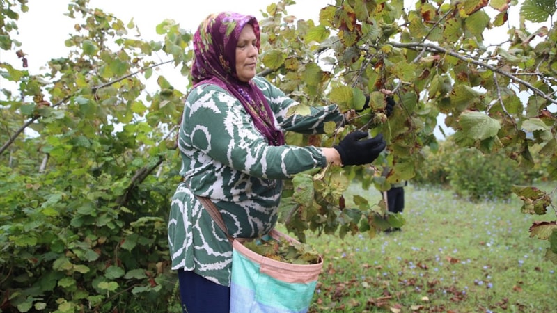 Ordu'da üreticiler fındık hasadına başladı