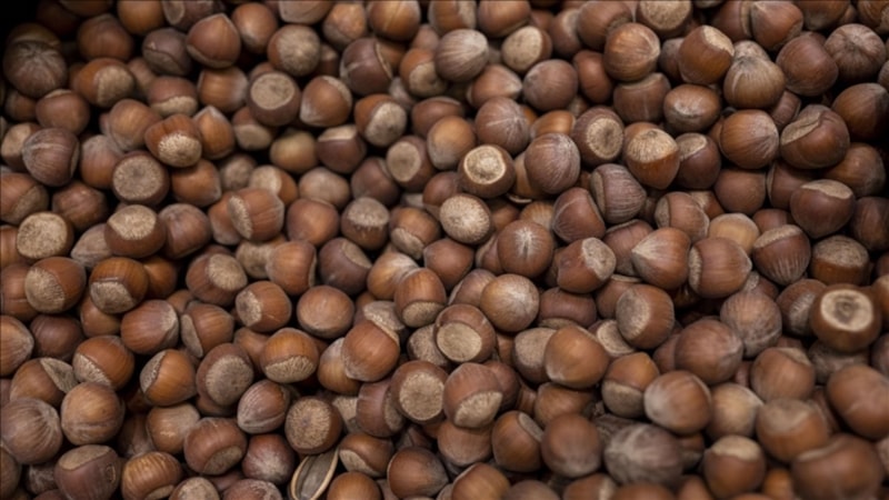 Türkiye'ye fındık ihracatından 2,4 milyar dolarlık kazanç