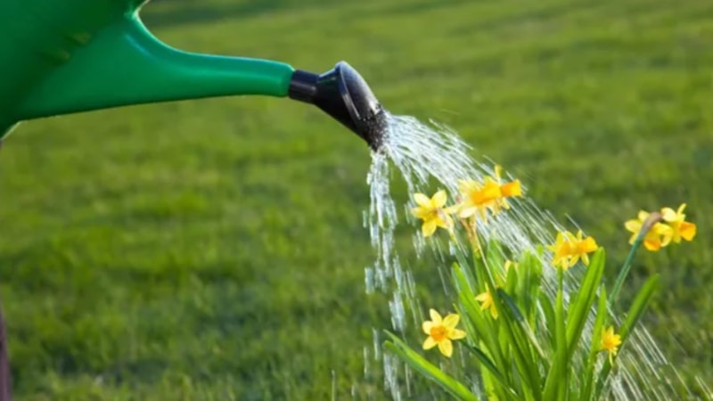 Çiçek suyuna çamaşır suyu eklemek bakın ne işe yarıyor!