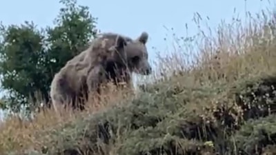 Erzurum'da çoban, devasa ayıyı bağırarak korkuttu