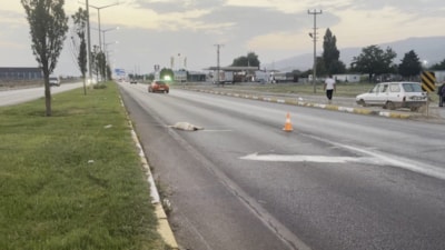 Erzincan'da bir köpek telef olan arkadaşının başından ayrılmadı