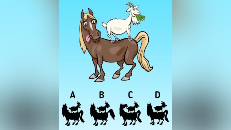 Resimdeki hayvanın gölgesi hangisi? Cevabı 11 saniyede bulan zihin okuyor