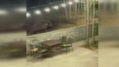 Ankara'da aç kalan ayı restorana indi